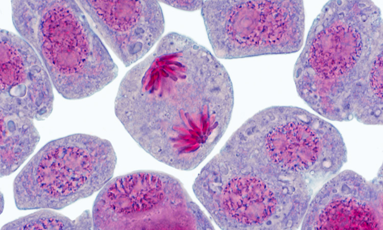 La cellule se divise - 1mn 52s